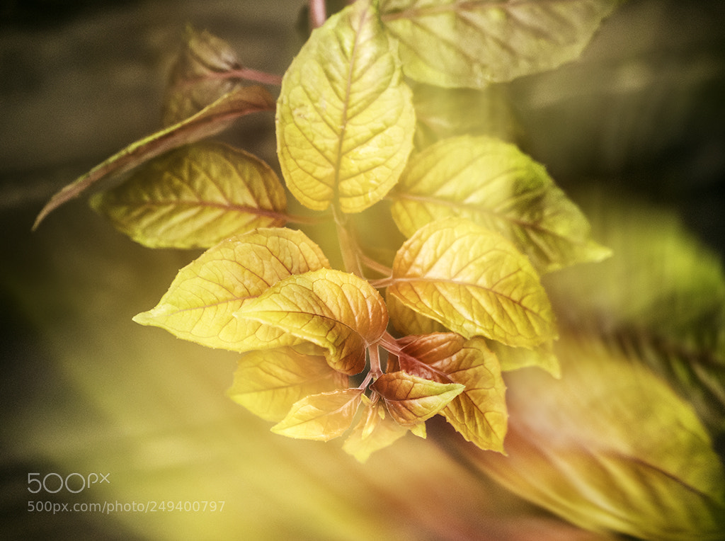 Sony a6500 sample photo. Feuillage doré photography
