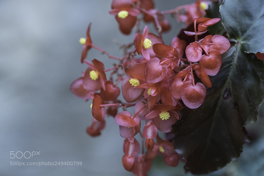 Sony a6500 sample photo. Bégonia photography