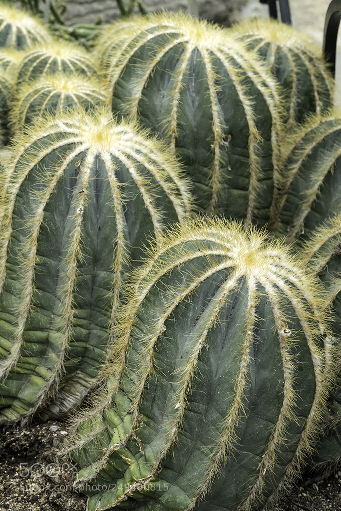 Sony a6500 sample photo. Cactus en mouvement photography