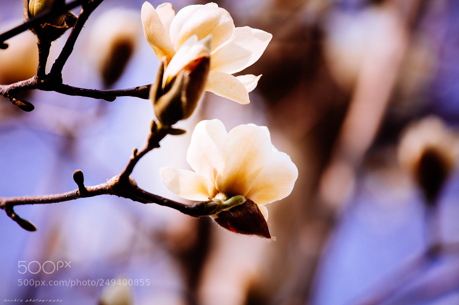 Canon EOS 5DS R sample photo. Magnolia photography