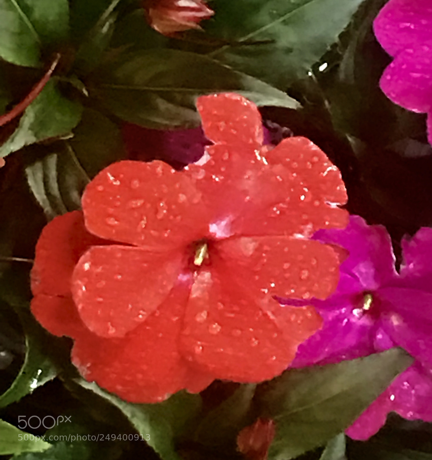 Apple iPhone 7 Plus sample photo. Red photography