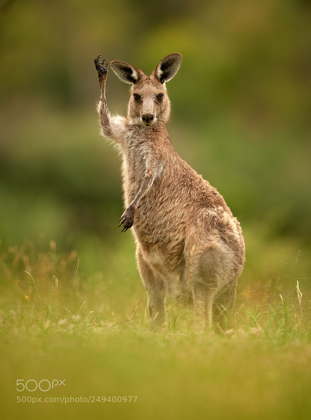 Nikon D500 sample photo. Greetings from australia photography