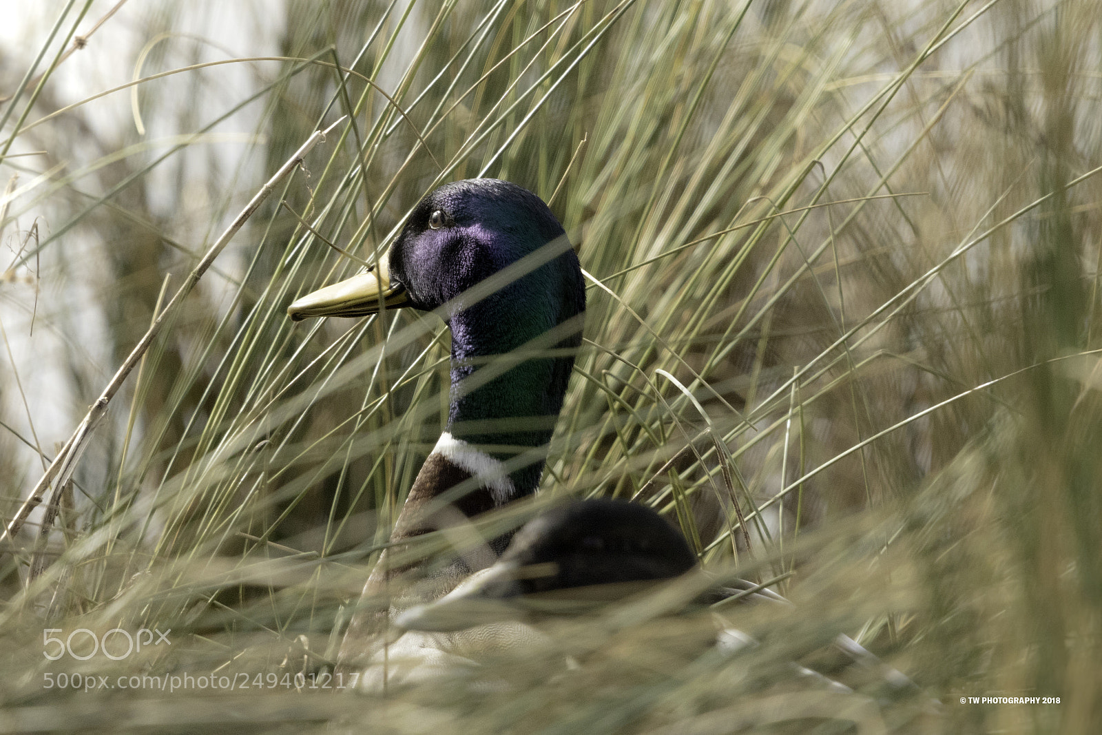 Canon EOS 7D Mark II sample photo. Duck photography