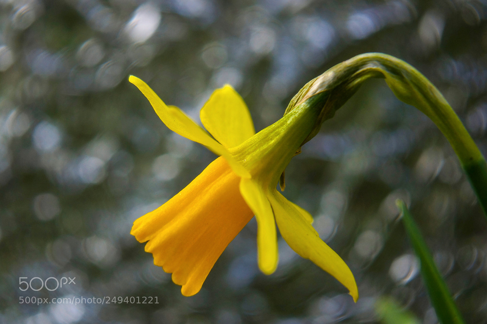 Sony Alpha NEX-7 sample photo. Narziss photography