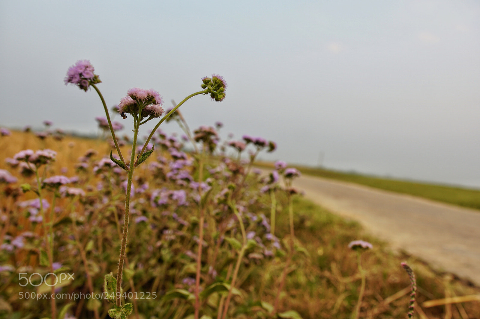 Sony a6500 sample photo. Untitled photography