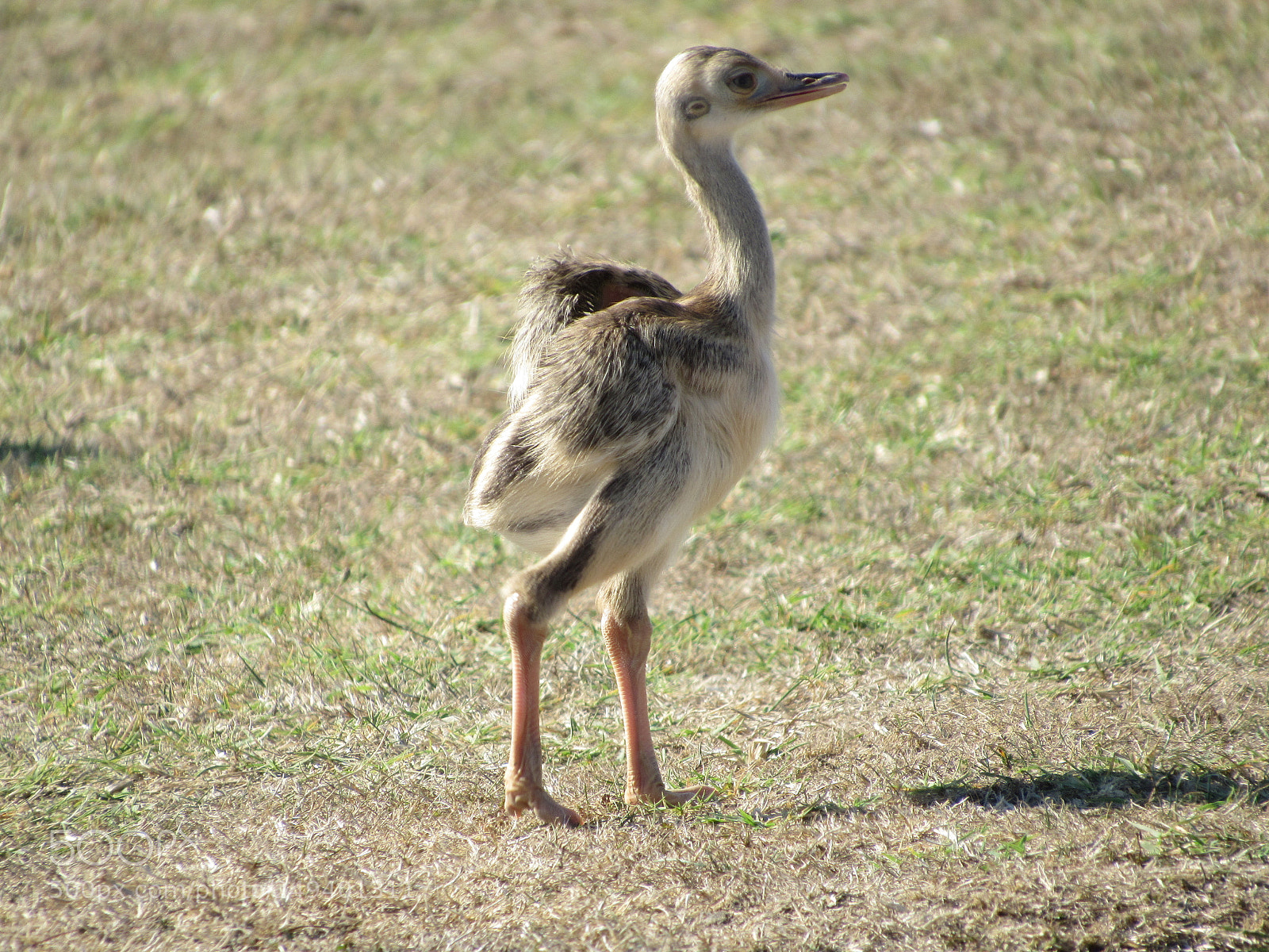 Canon PowerShot SX520 HS sample photo. Baby bird photography
