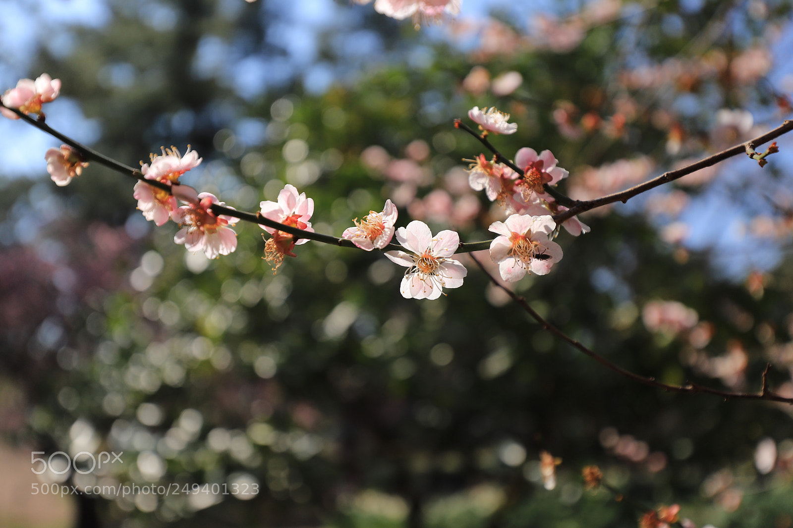 Canon EOS 6D Mark II sample photo. Tidings of spring photography