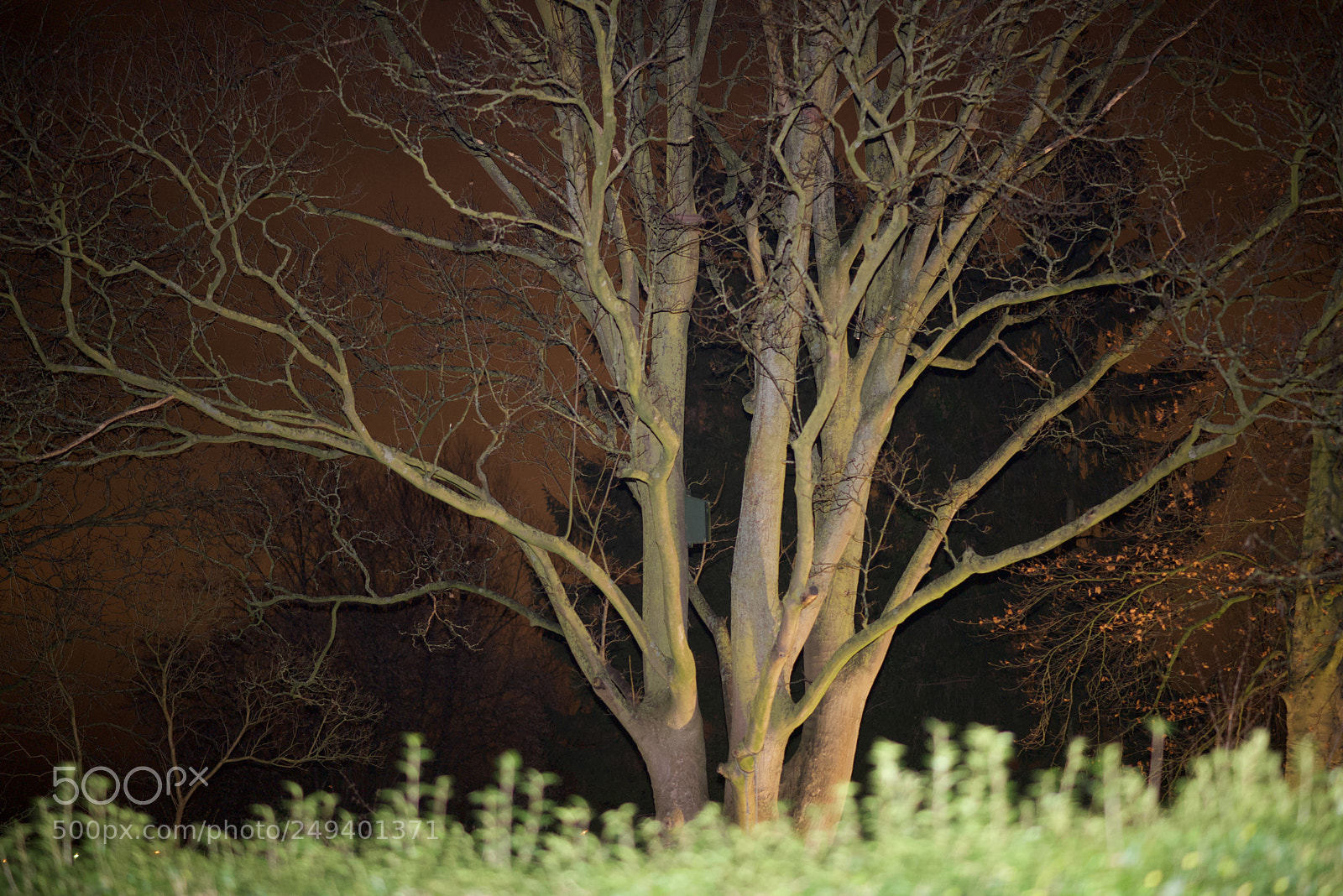 Nikon D750 sample photo. Tree in the dark photography