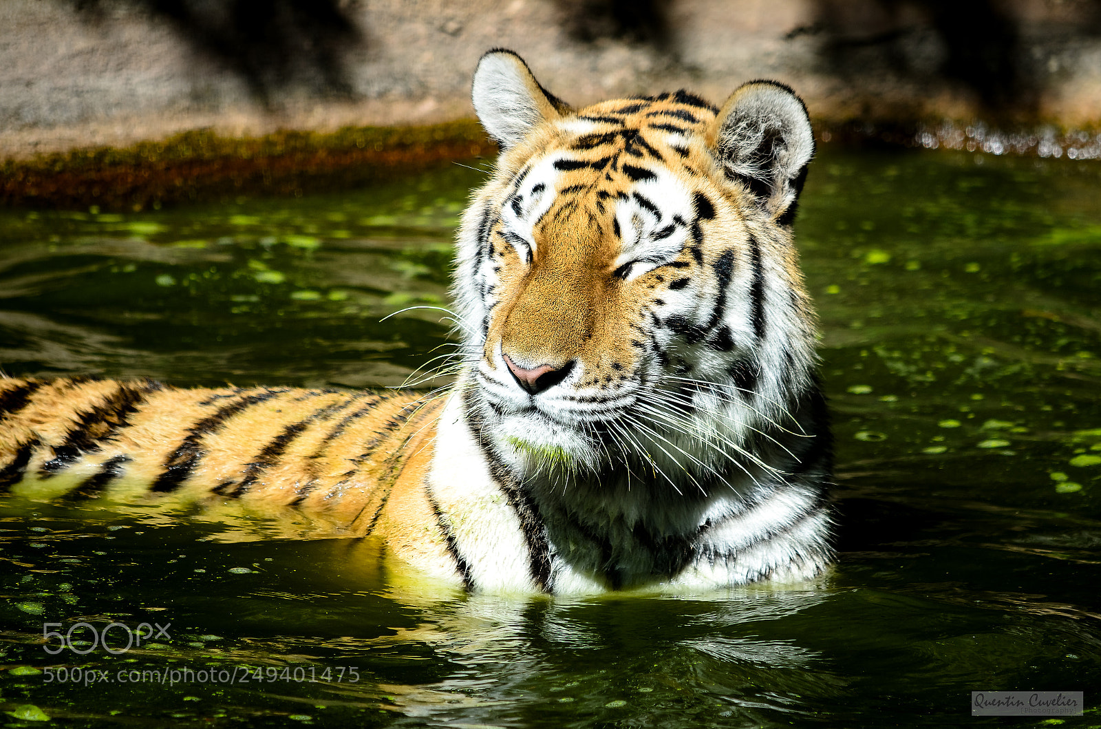 Nikon D7000 sample photo. Tiger 6 photography