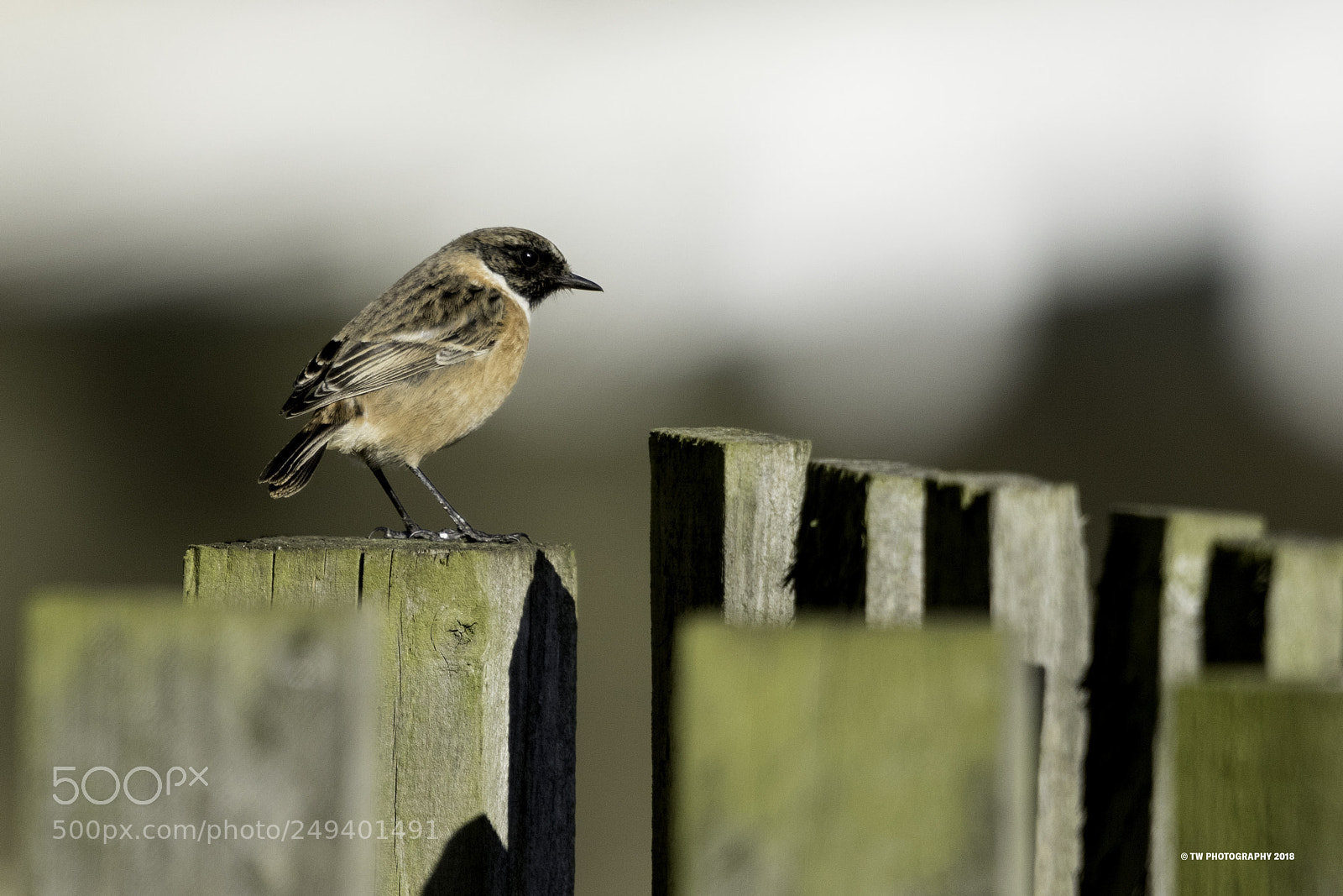 Canon EOS 7D Mark II sample photo. Posts photography