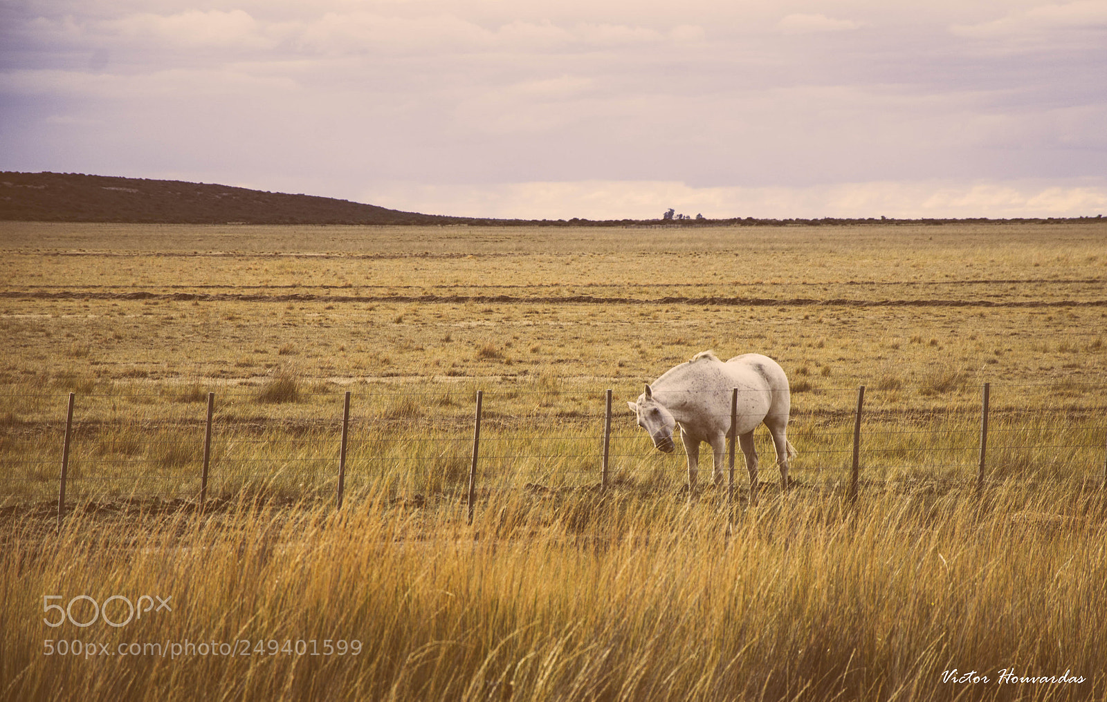 Nikon D7000 sample photo. The white horse photography