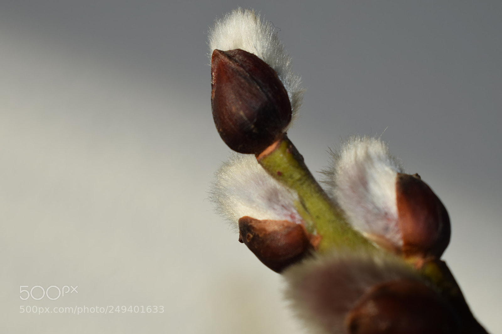 Nikon D5300 sample photo. Bloom photography