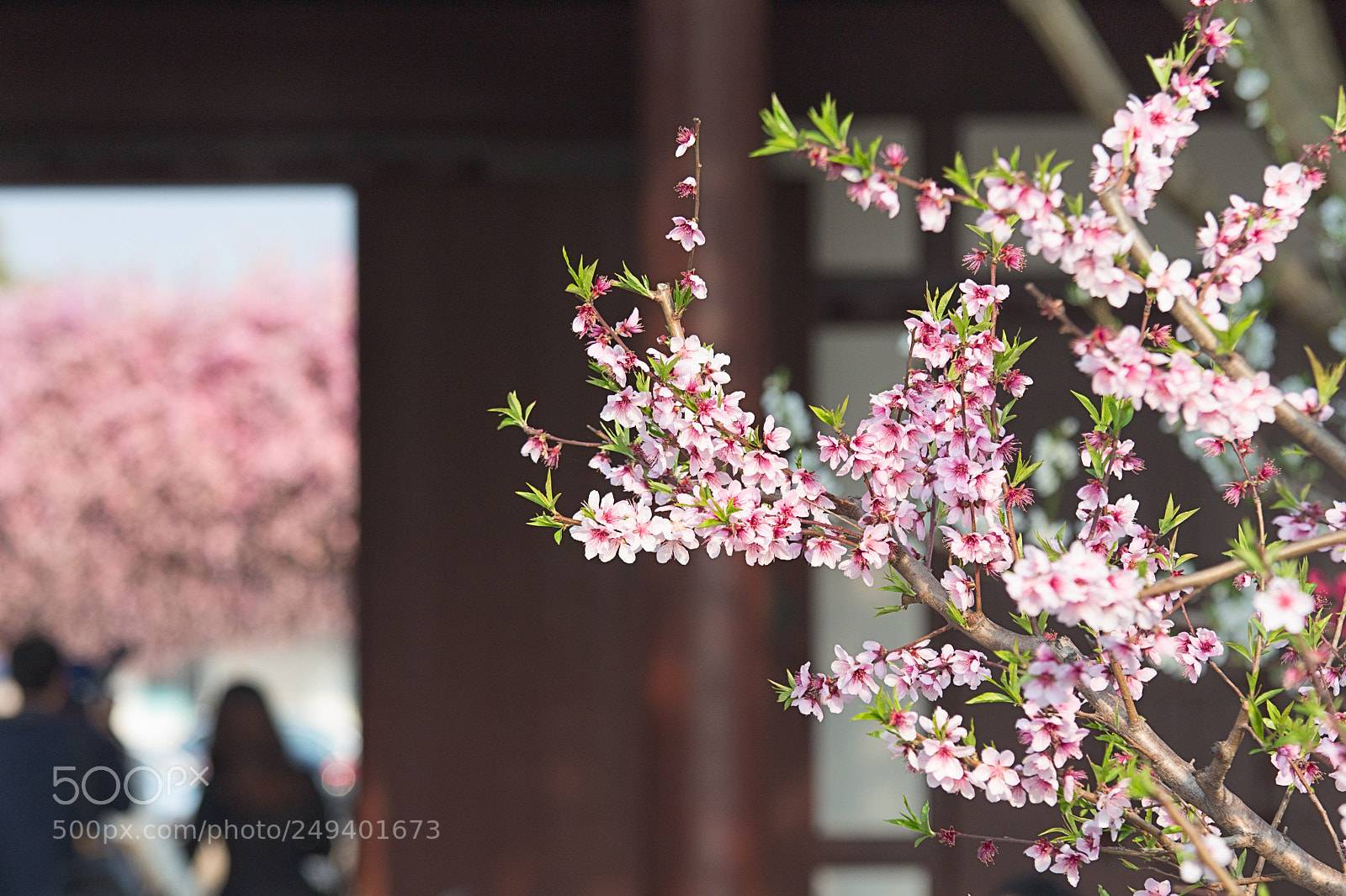 Canon EOS 650D (EOS Rebel T4i / EOS Kiss X6i) sample photo. Pink blossom hunting. photography