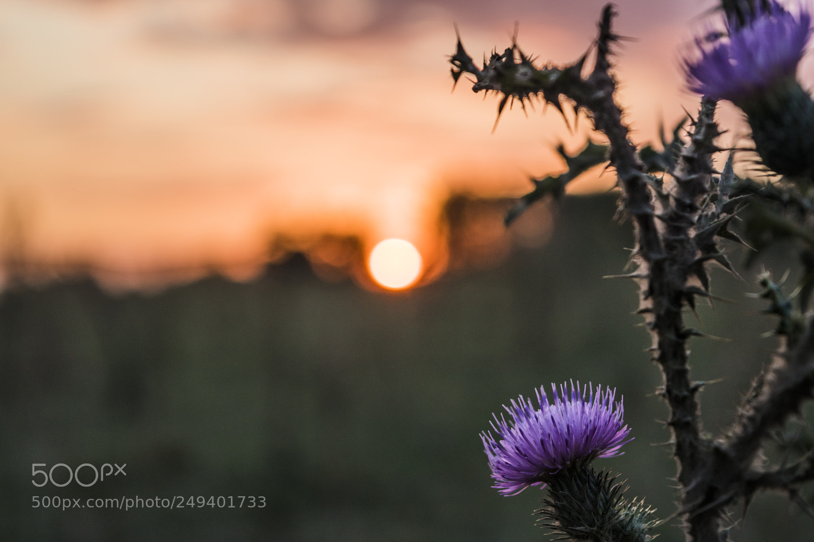 Nikon D5500 sample photo. Sunset photography