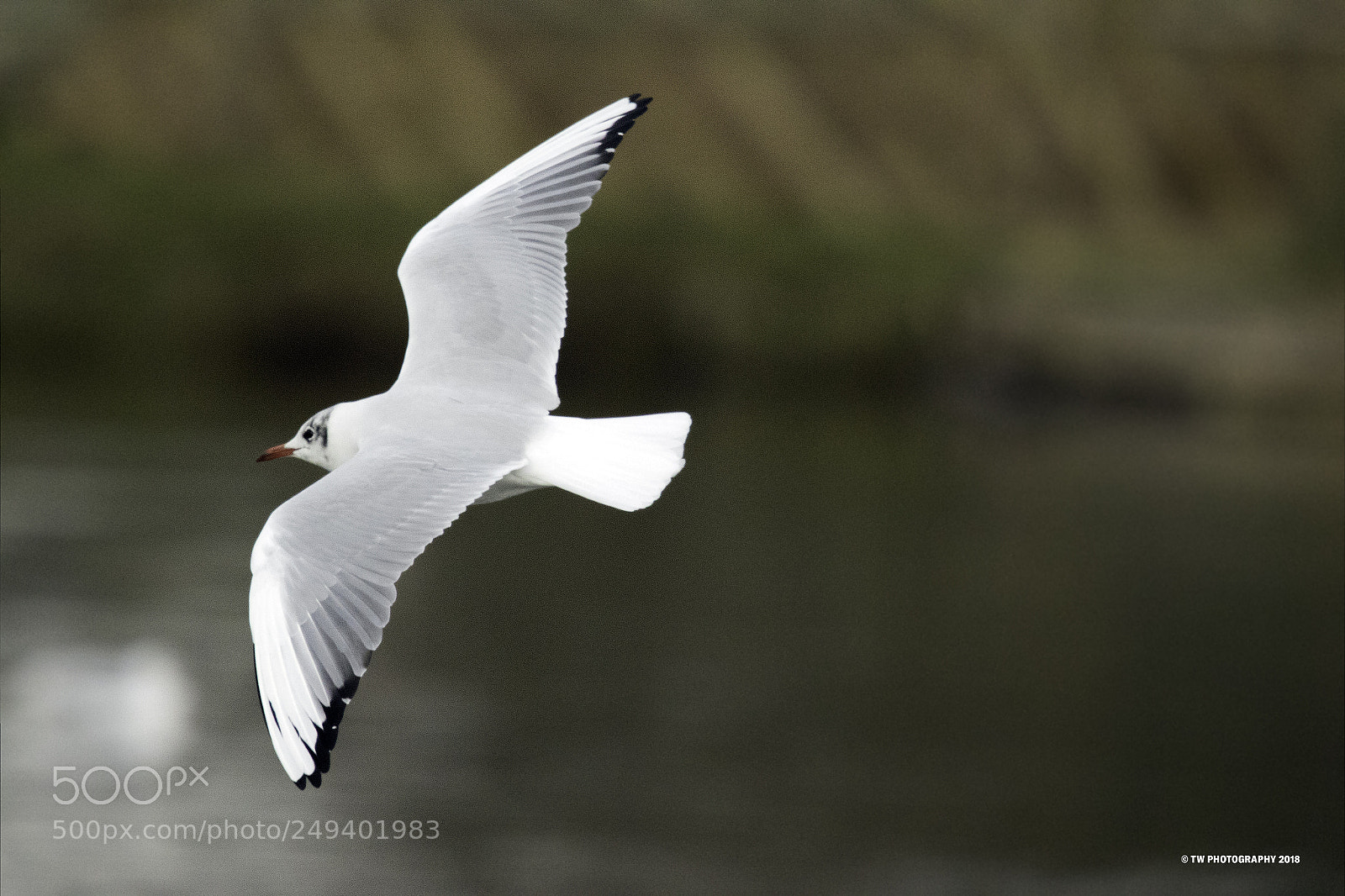 Canon EOS 7D Mark II sample photo. Glider photography