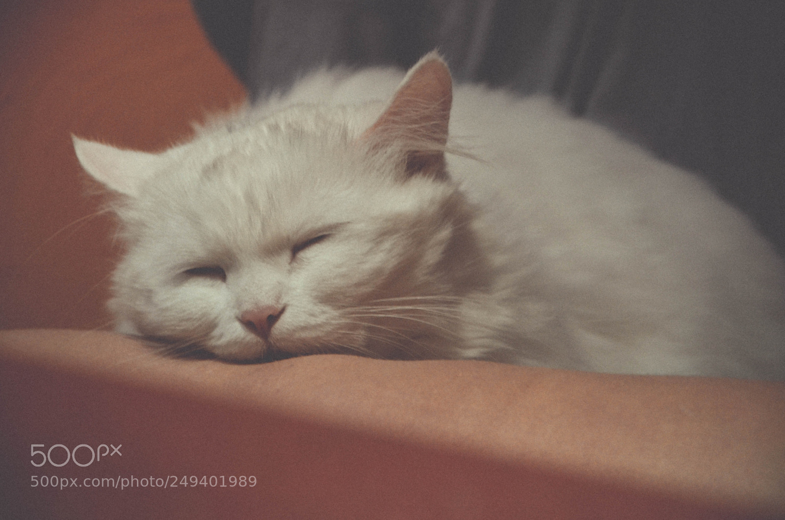 Nikon D5100 sample photo. Untitled photography