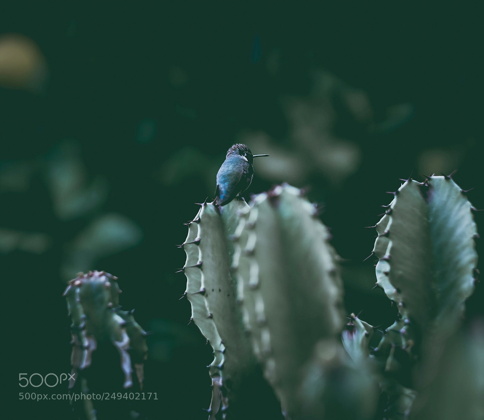 Fujifilm X-T1 sample photo. California hummingbirds. this site photography