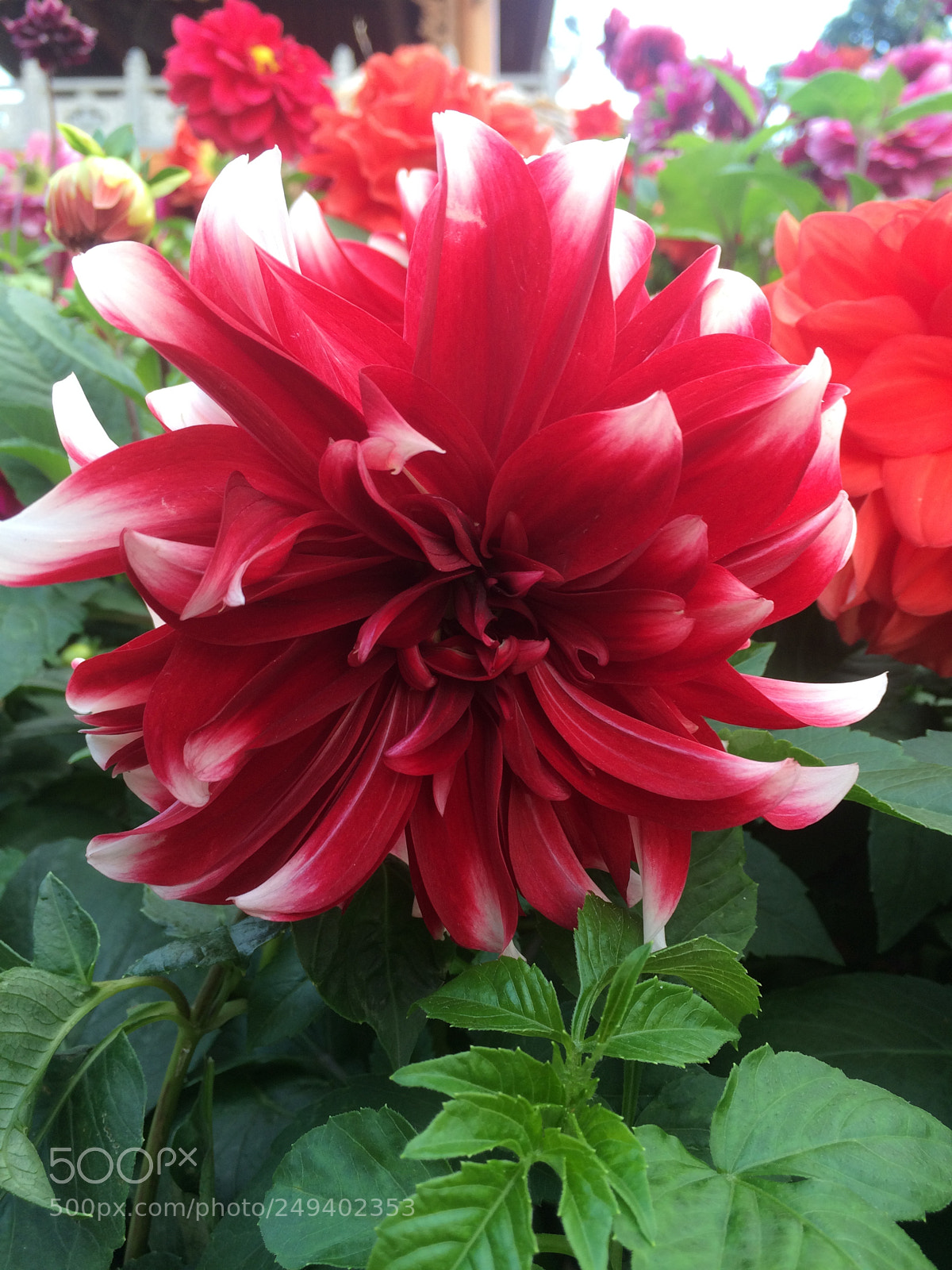 Apple iPhone 5s sample photo. Img photography