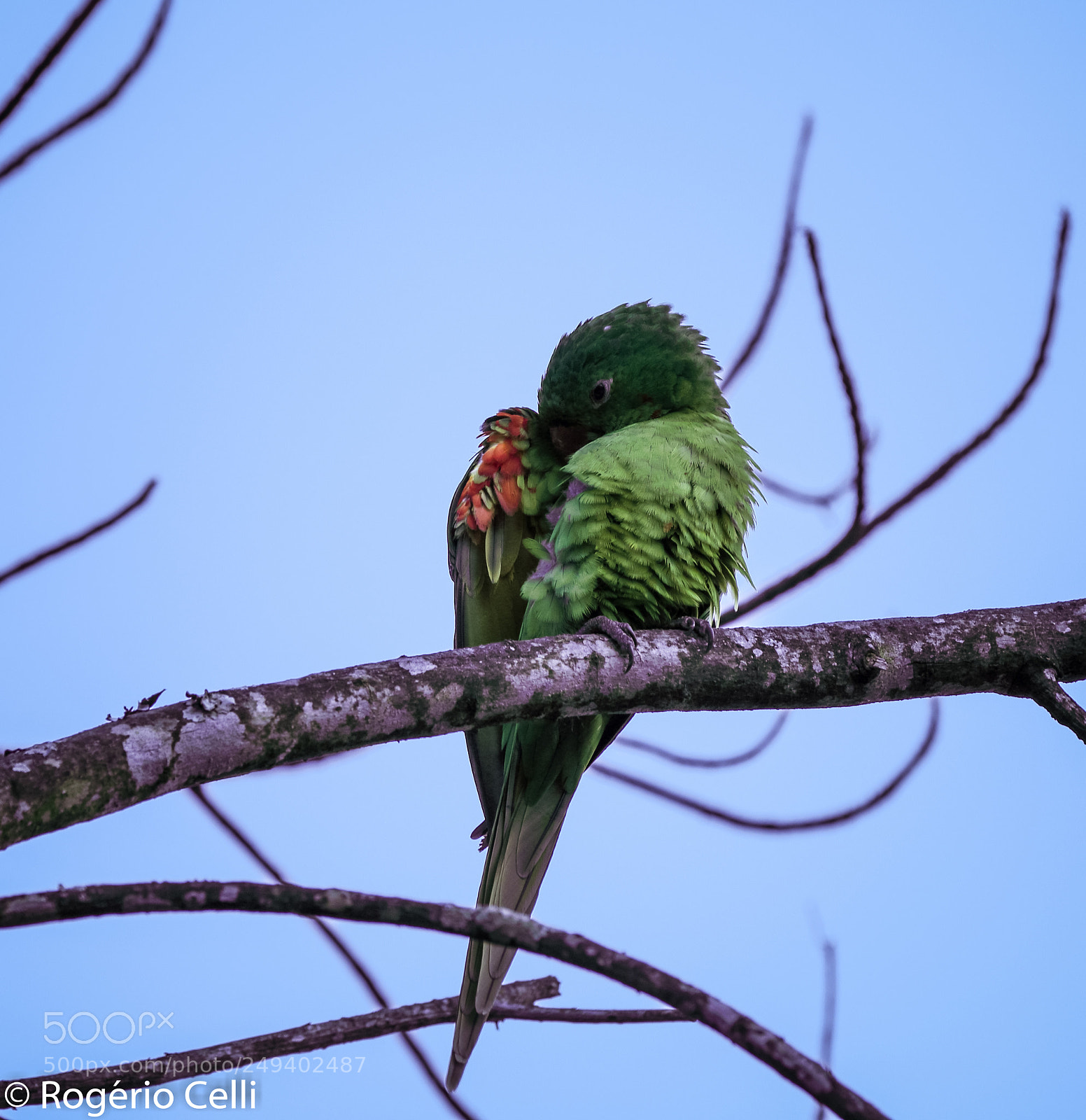 Canon EOS 5D Mark IV sample photo. Nature vibes | birds photography