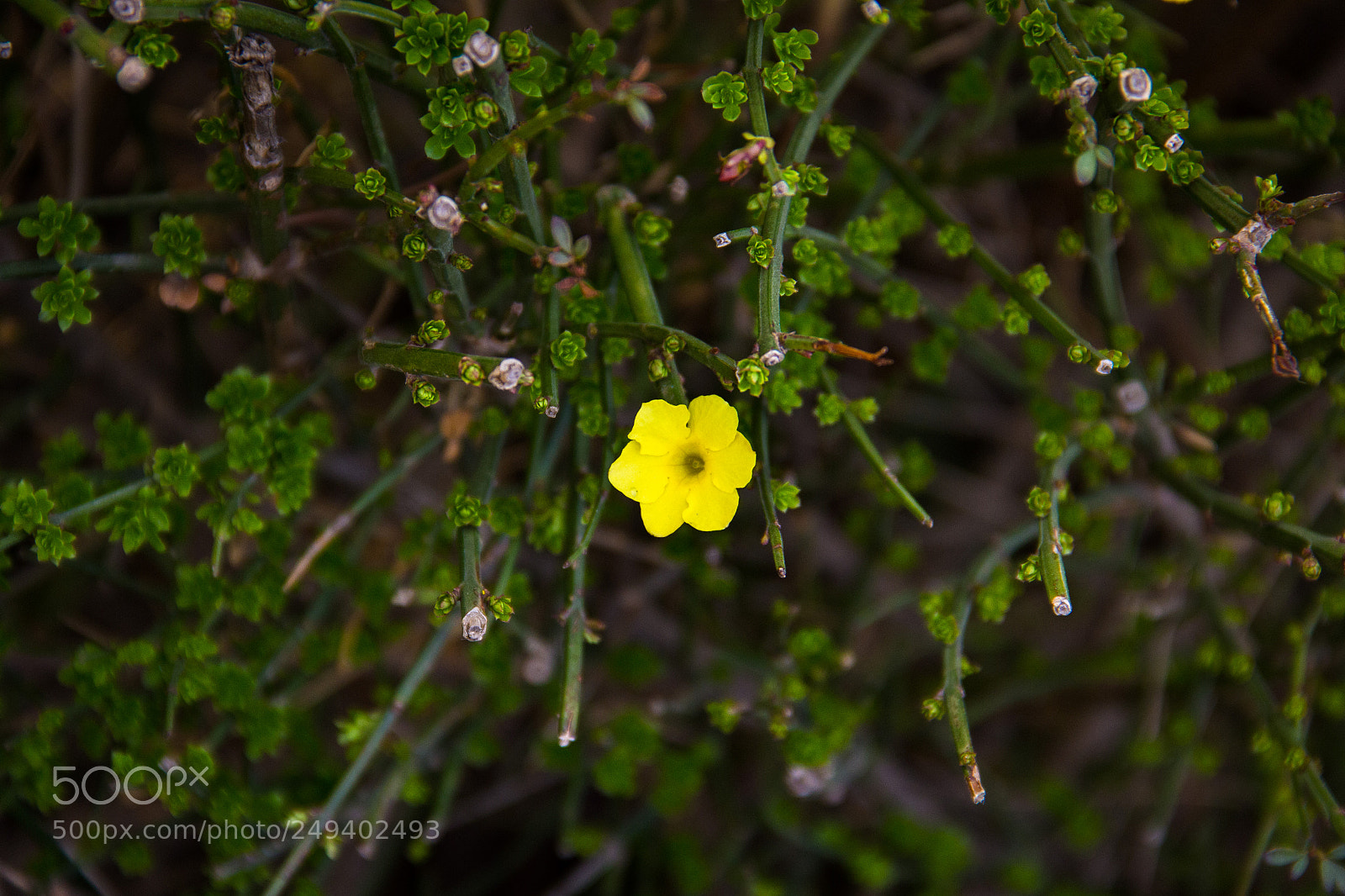 Canon EOS 60D sample photo. Sprin photography