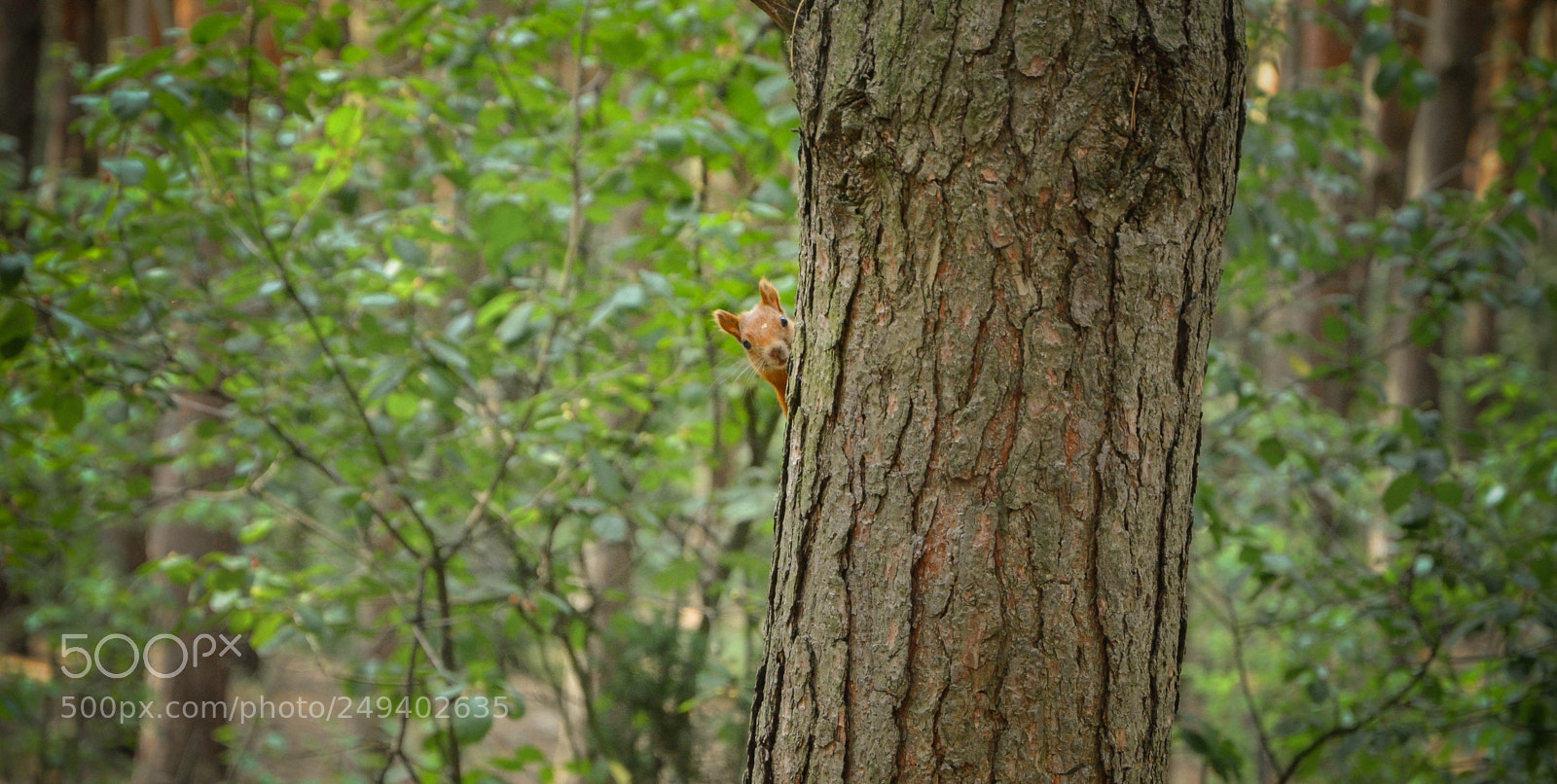Nikon D5100 sample photo. Untitled photography