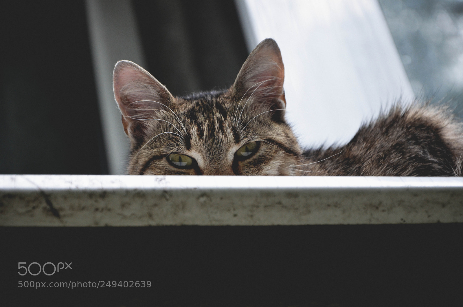 Nikon D5100 sample photo. Untitled photography
