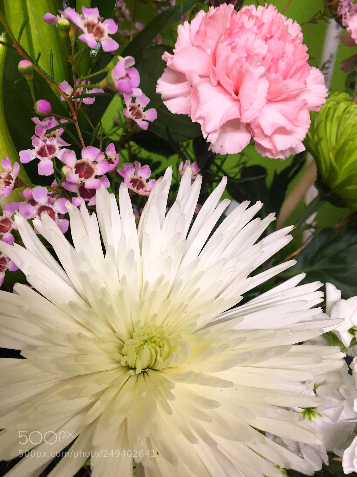 Apple iPhone 6 Plus sample photo. Today’s flower ? photography
