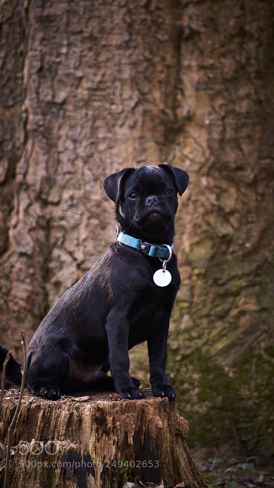 Sony SLT-A58 sample photo. Dog photography