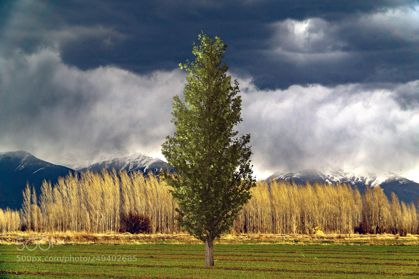 Sony a6000 sample photo. Yellow and green poplars photography
