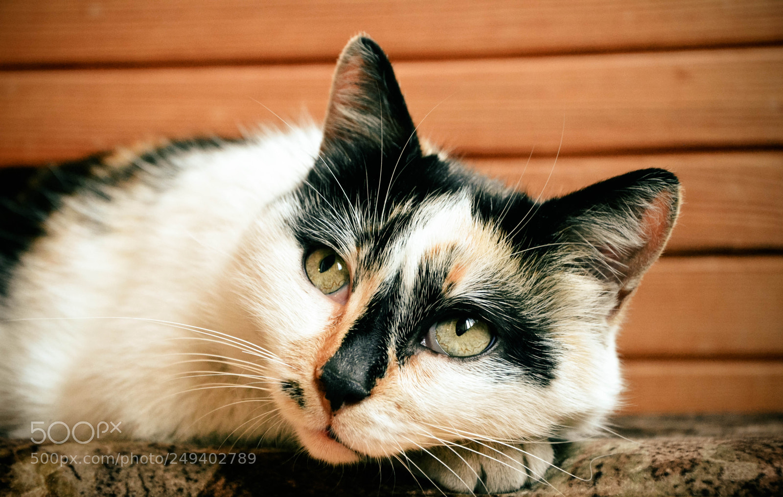 Nikon D5100 sample photo. Untitled photography