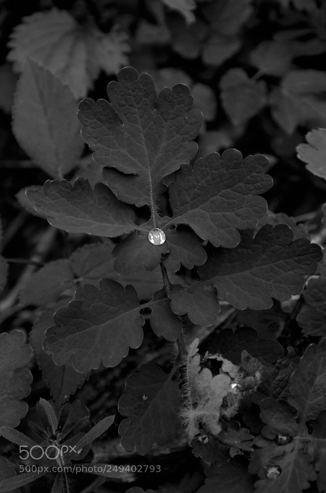 Nikon D5100 sample photo. Untitled photography