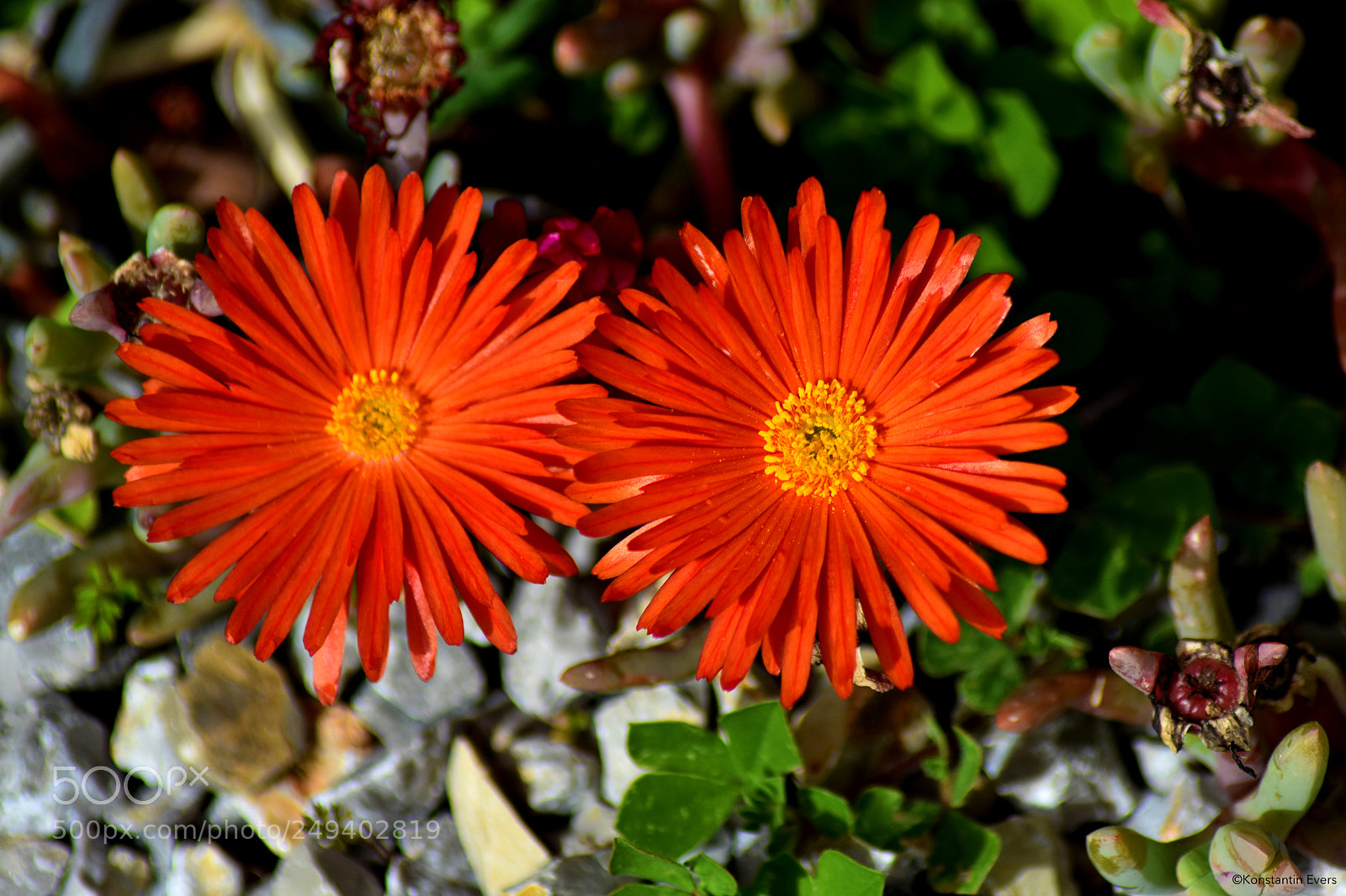 Nikon D3400 sample photo. Dorotheanthus photography