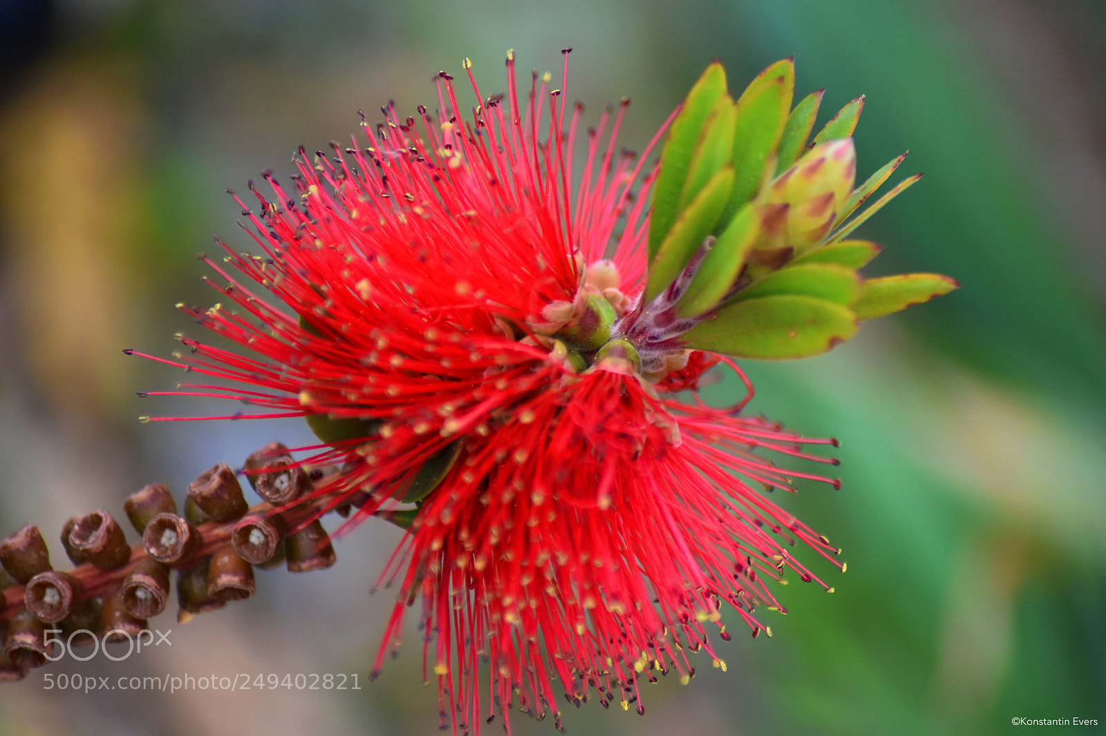 Nikon D3400 sample photo. Red callistemon pallidus photography