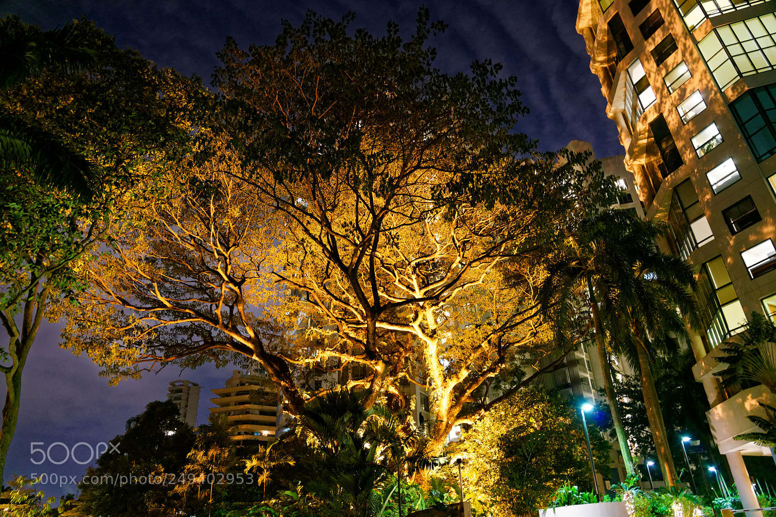 Sony a7R II sample photo. The tree photography