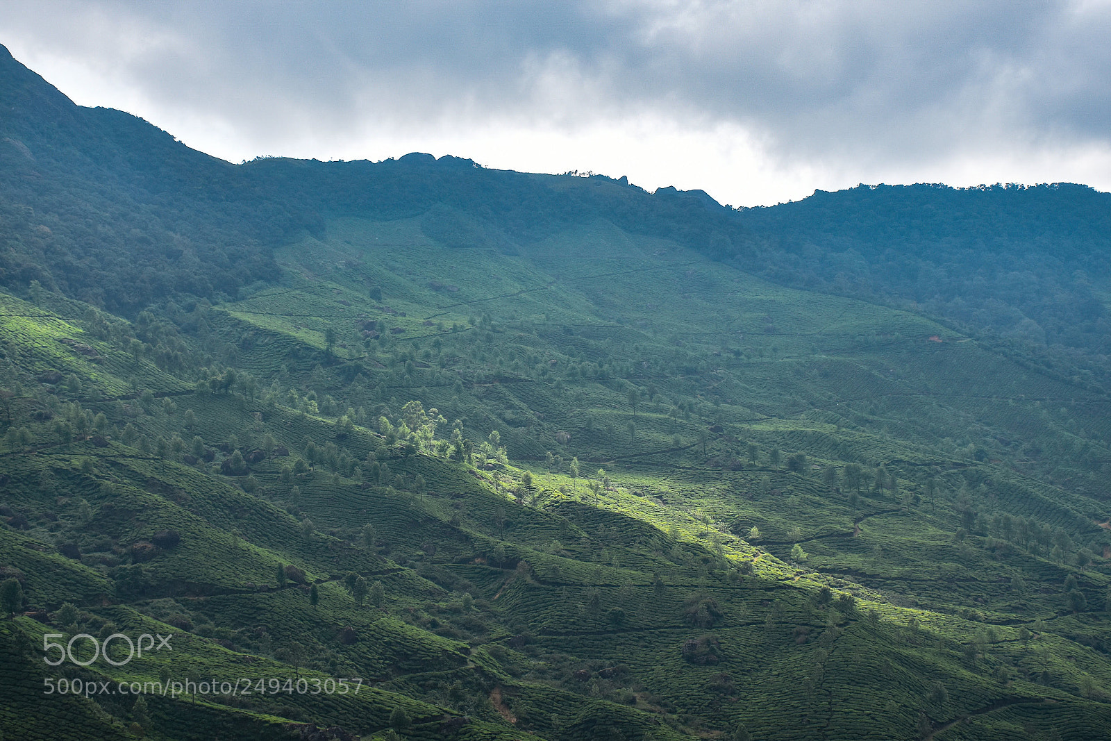 Nikon D5600 sample photo. Tea estates, munnar photography