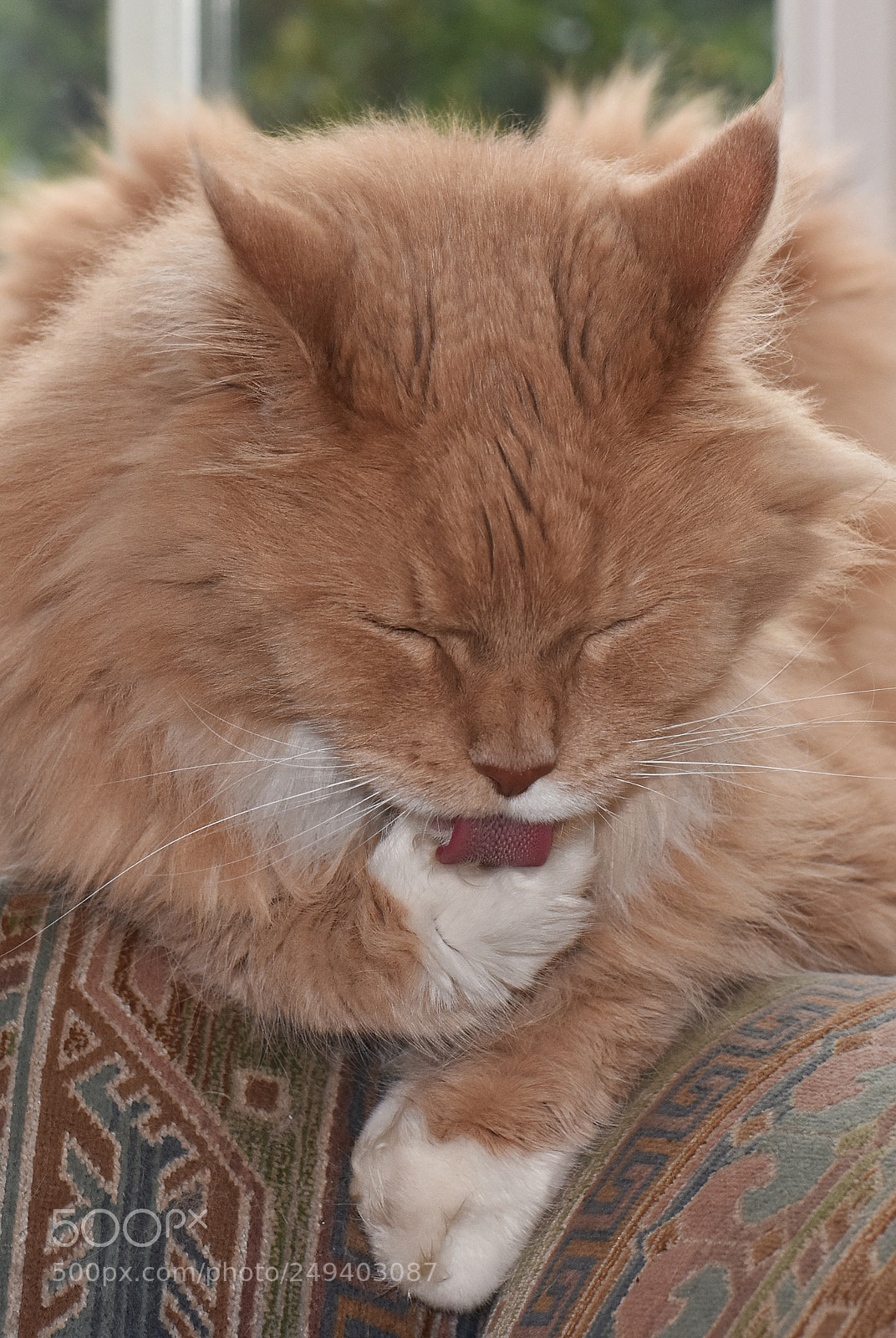 Nikon D7200 sample photo. Let's get this paw photography