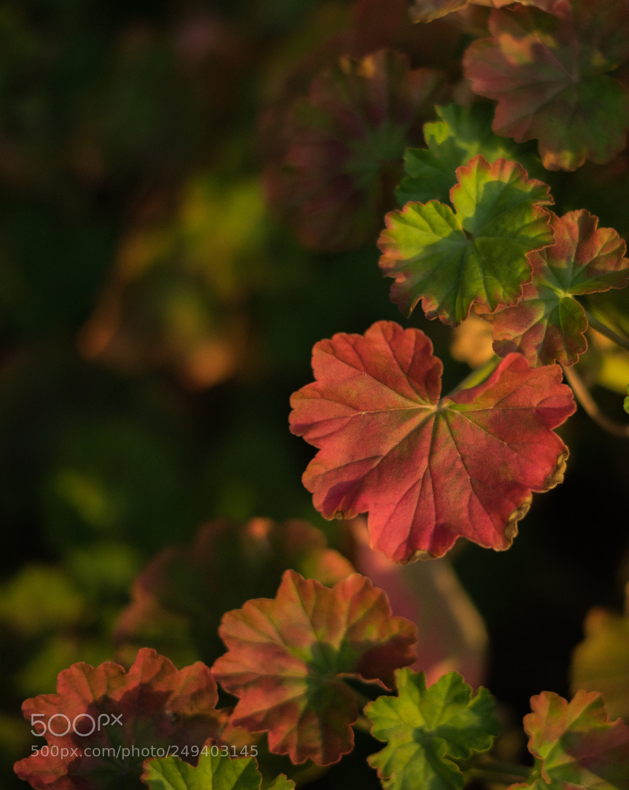 Sony a7 II sample photo. Smiling leaves photography