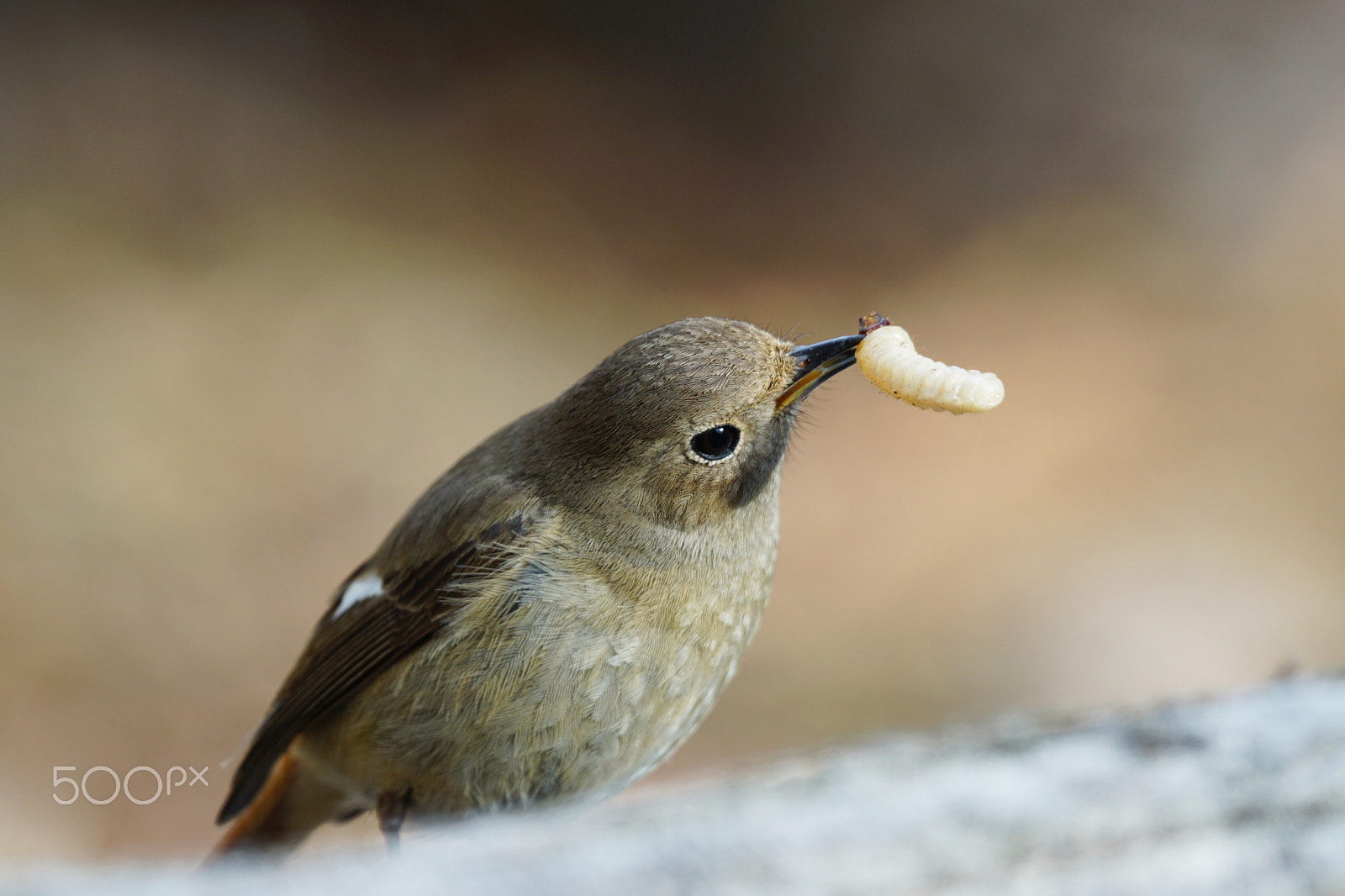 Sony 70-400mm F4-5.6 G SSM II sample photo. (daurian redstart2) photography