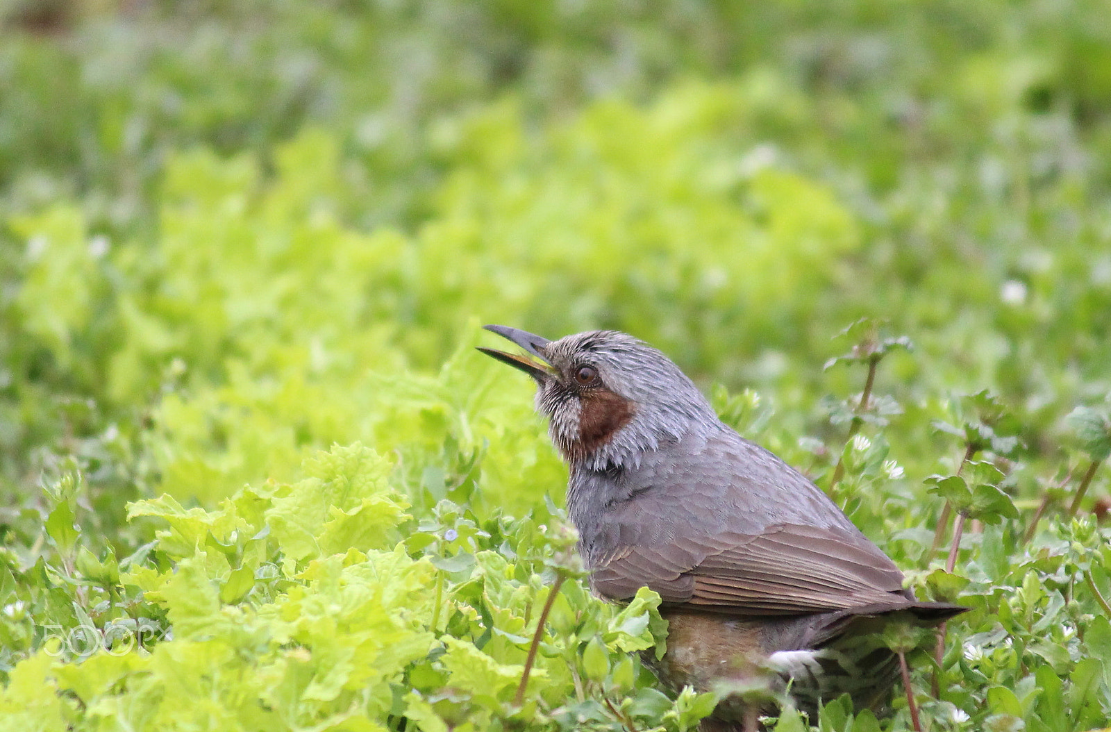 Canon EOS 100D (EOS Rebel SL1 / EOS Kiss X7) sample photo. A bulbul in the spring field photography