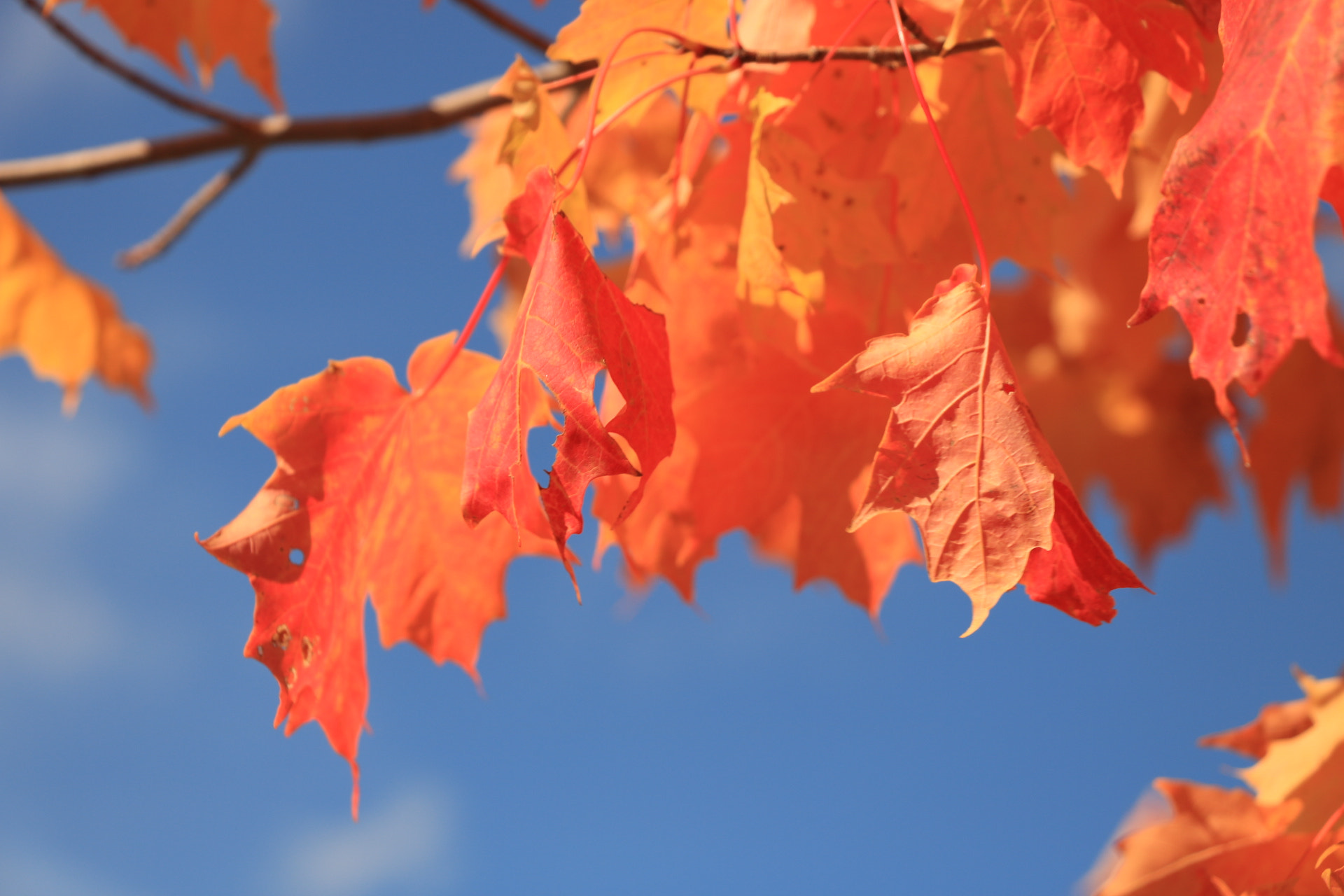 Canon EOS 750D (EOS Rebel T6i / EOS Kiss X8i) sample photo. Fall colors... photography