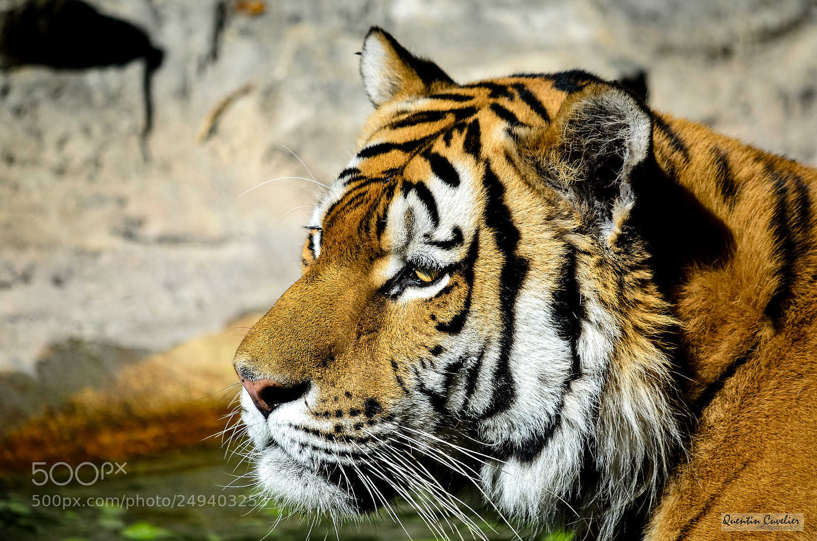 Nikon D7000 sample photo. Tiger 7 photography