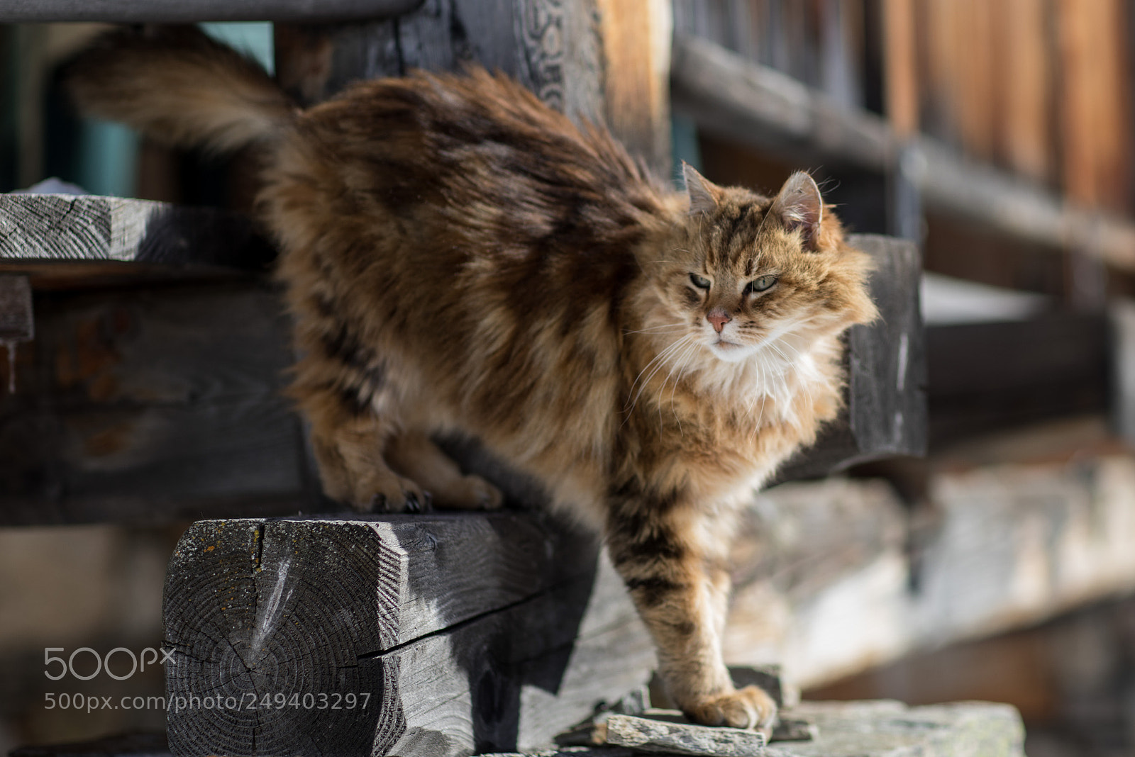 Canon EOS 6D Mark II sample photo. Le ma tre des photography