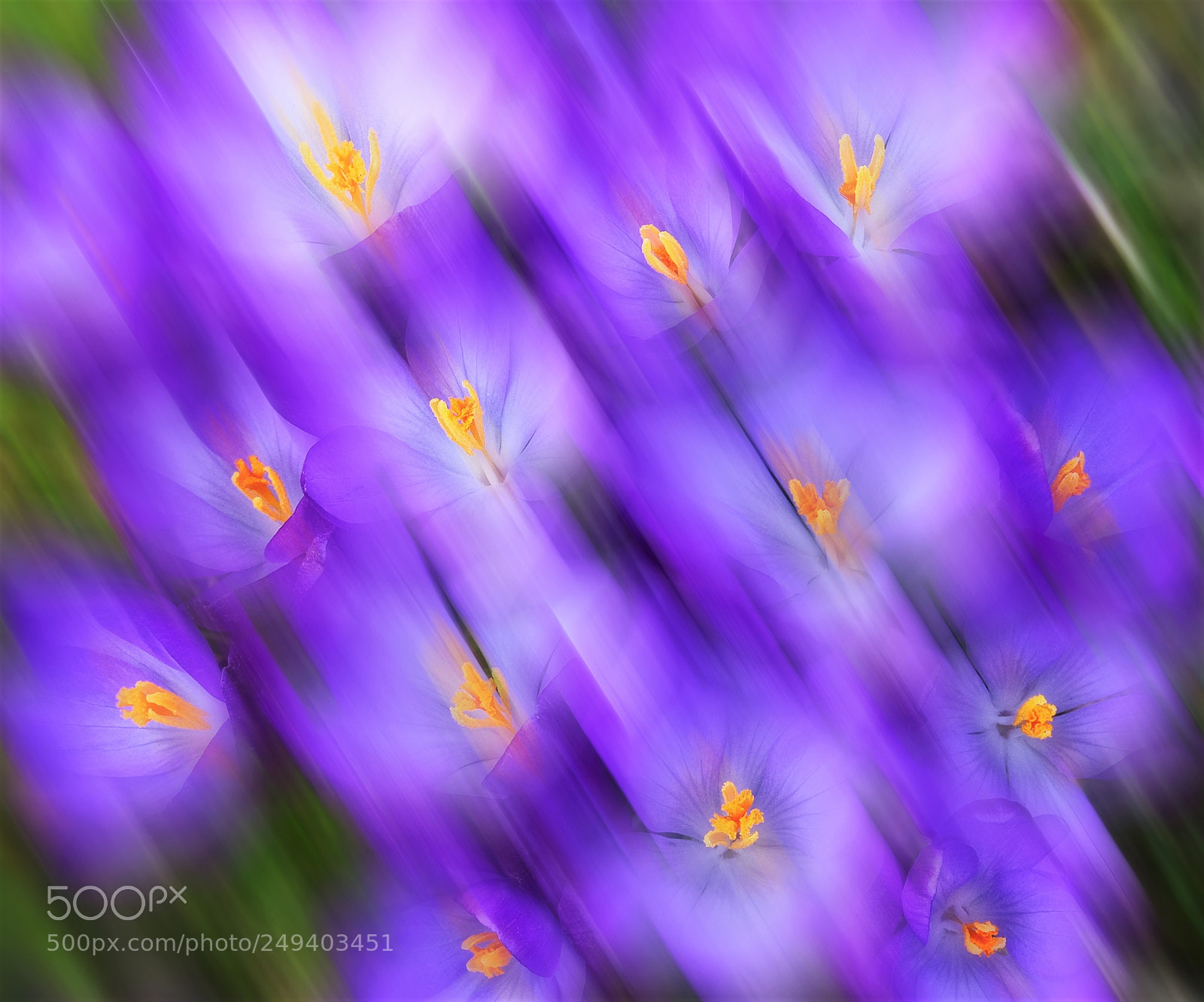 Fujifilm X-T20 sample photo. "crocuses". photography
