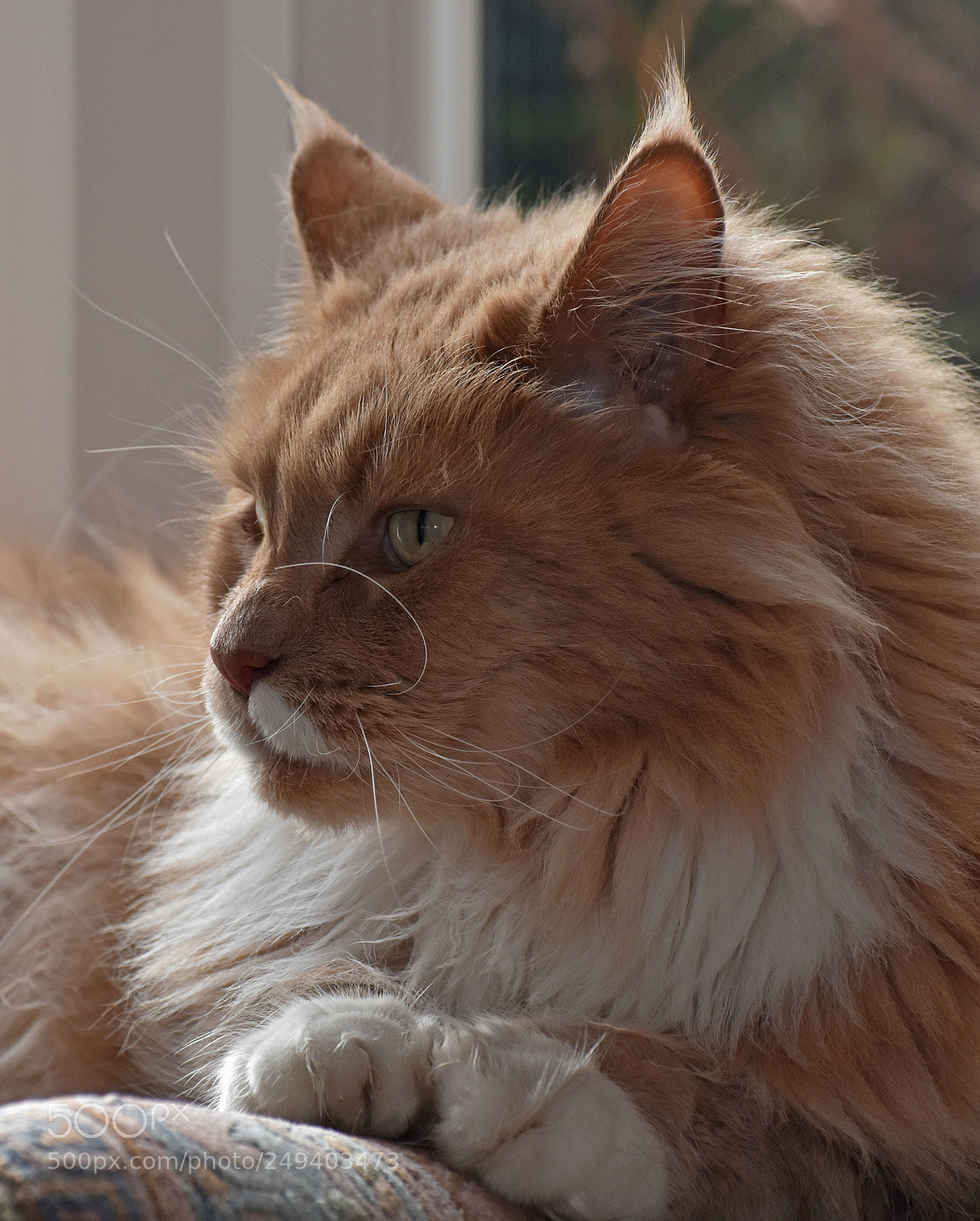 Nikon D7200 sample photo. Curly whiskers photography