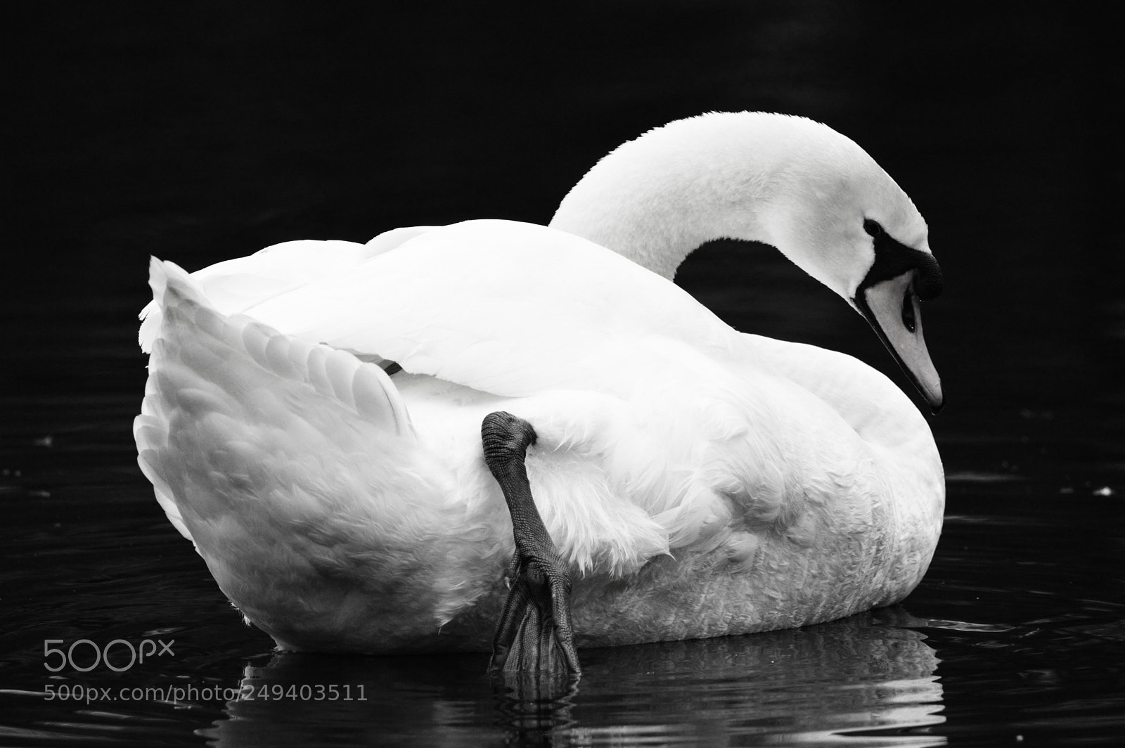 Nikon D3200 sample photo. Majestic swan photography