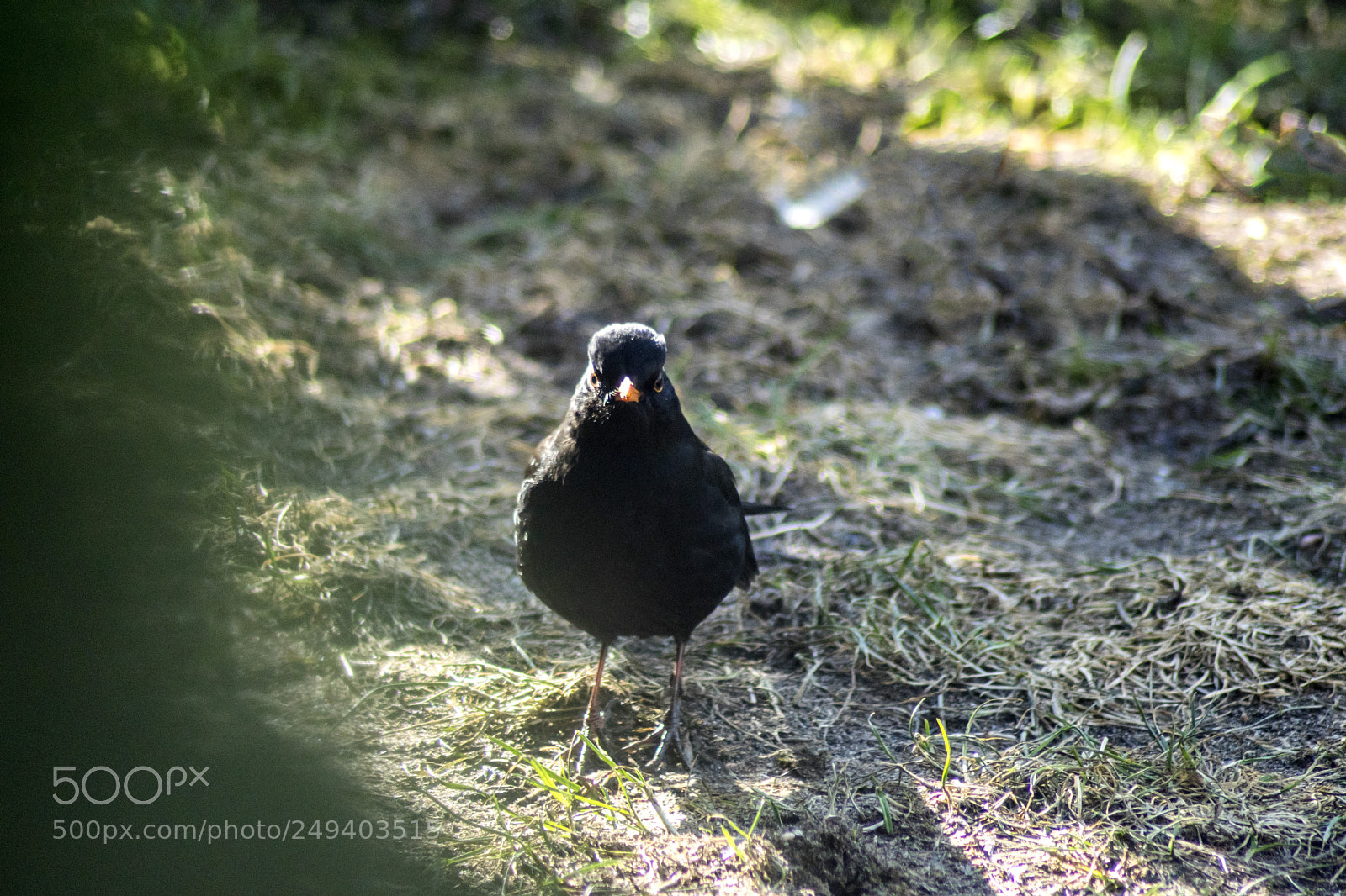Sony ILCA-77M2 sample photo. Black bird photography