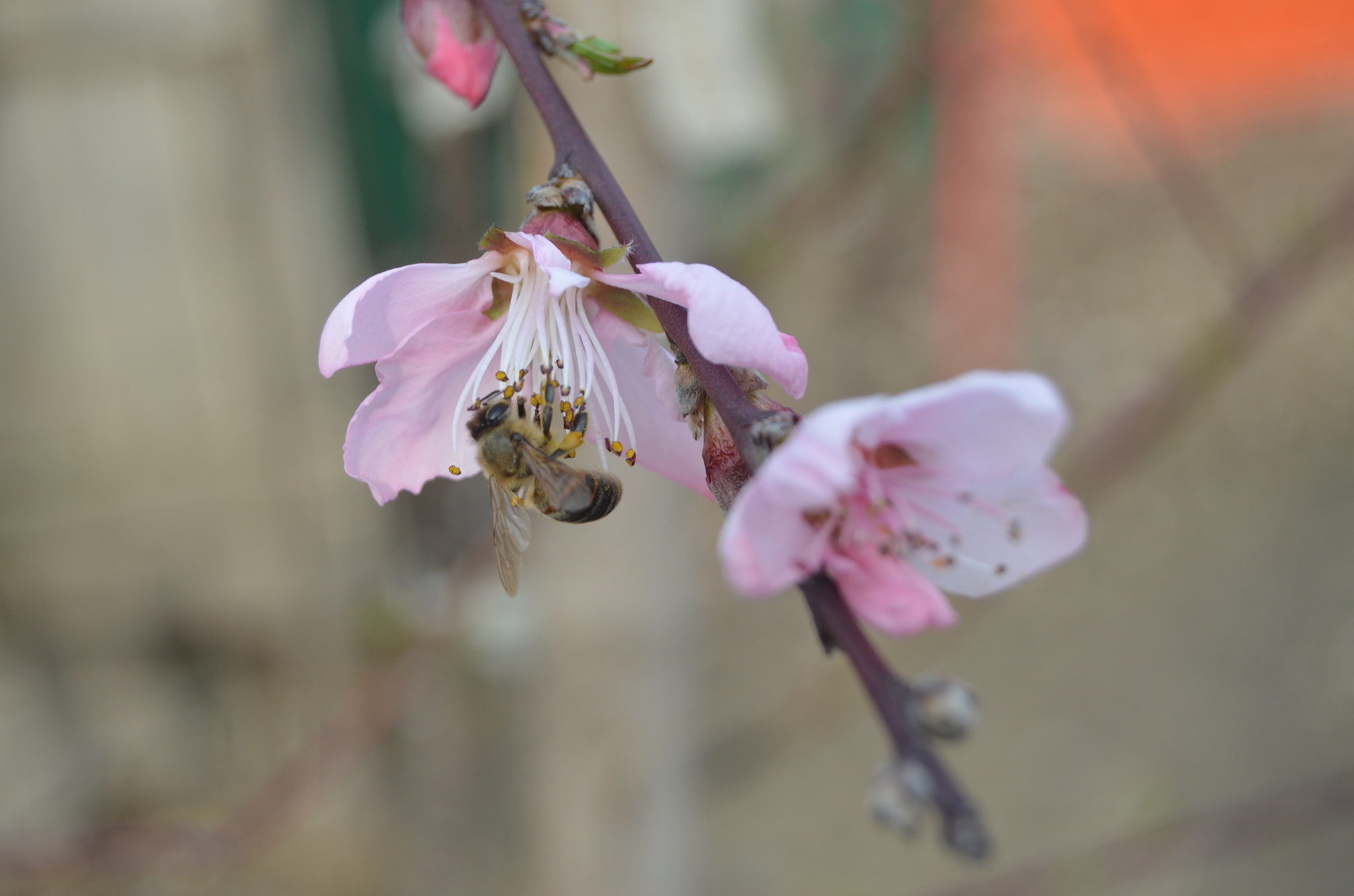 Nikon D5100 sample photo. Dsc photography
