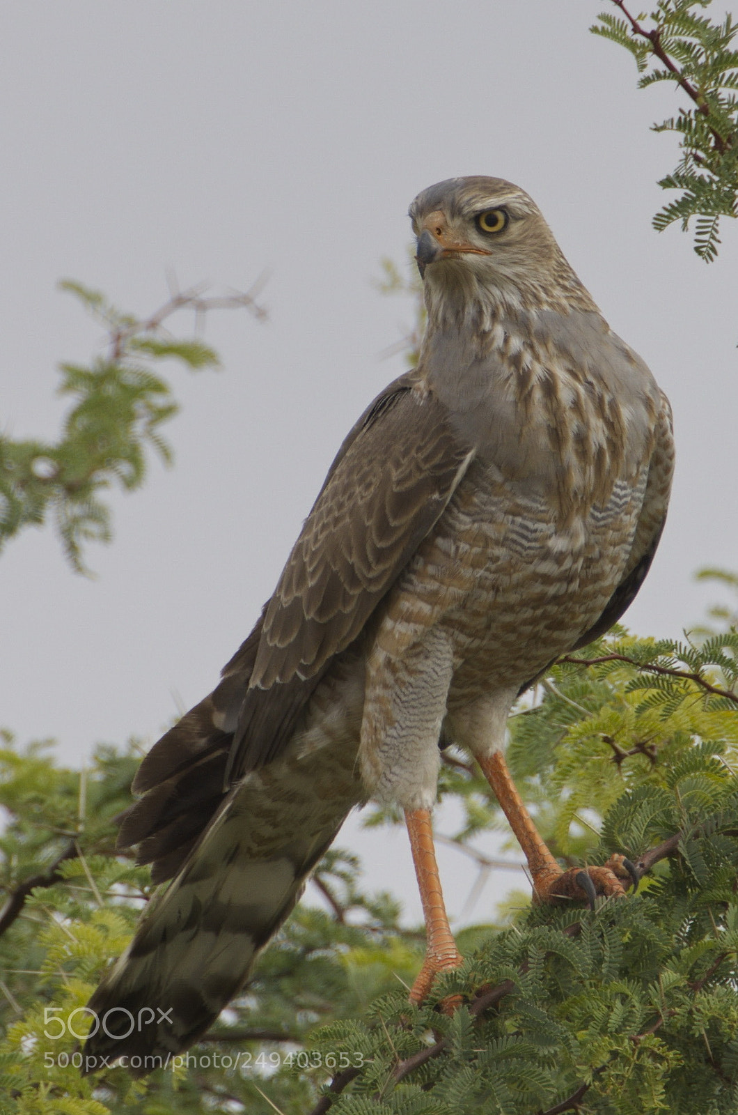Nikon D7000 sample photo. Pale southern chanting goshawk photography