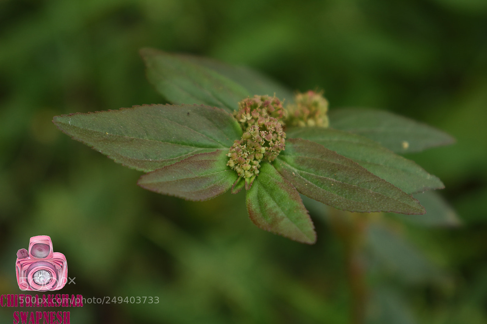 Nikon D3400 sample photo. Asg photography