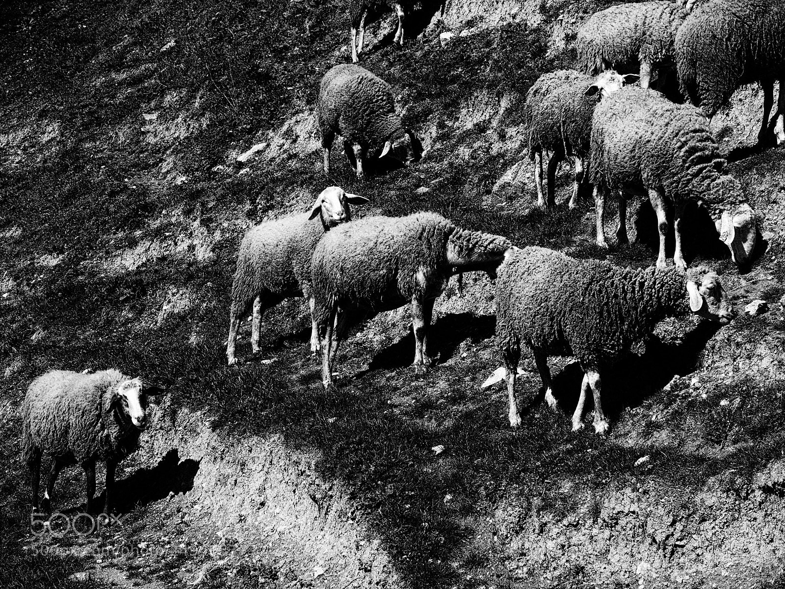 Olympus STYLUS1,1s sample photo. Sheep photography